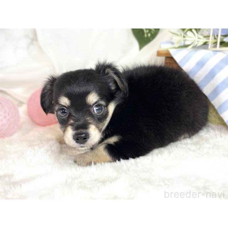 販売中の滋賀県のチワックス:チワワ×ミニチュアダックスフンド-411770の2枚目